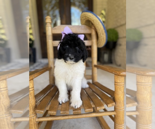 Medium Photo #17  Breeder Profile in MAGNOLIA, TX, USA