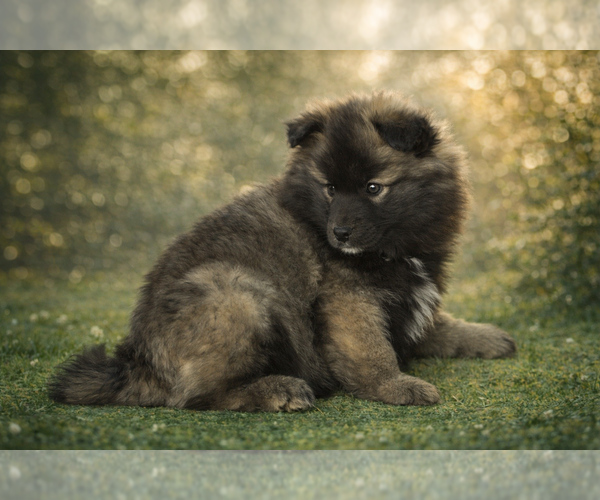 Medium Photo #19  Breeder Profile in CLARE, MI, USA