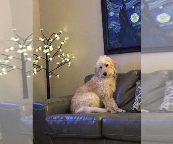 Medium Photo #1  Breeder Profile in KINGSPORT, TN, USA