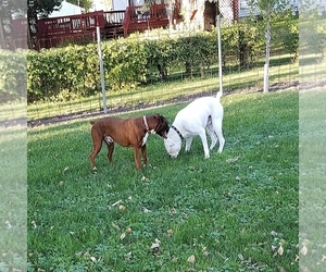 Boxer Dog Breeder near GOLDFIELD, IA, USA