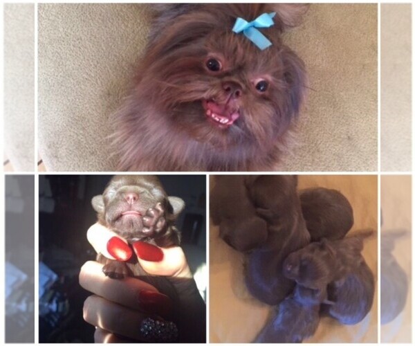 Medium Photo #1  Breeder Profile in SHERMAN OAKS, CA, USA