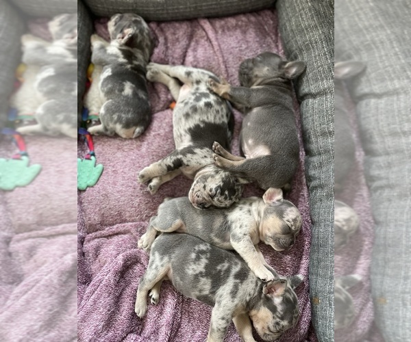 Medium Photo #1  Breeder Profile in WHITE PIGEON, MI, USA