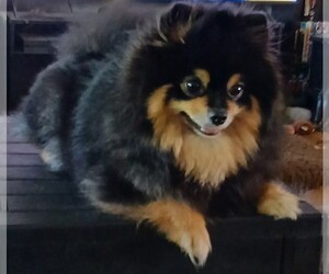 Medium Breeder Profile Photo
