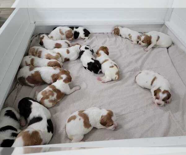 Medium Photo #51  Breeder Profile in HORTENSE, GA, USA