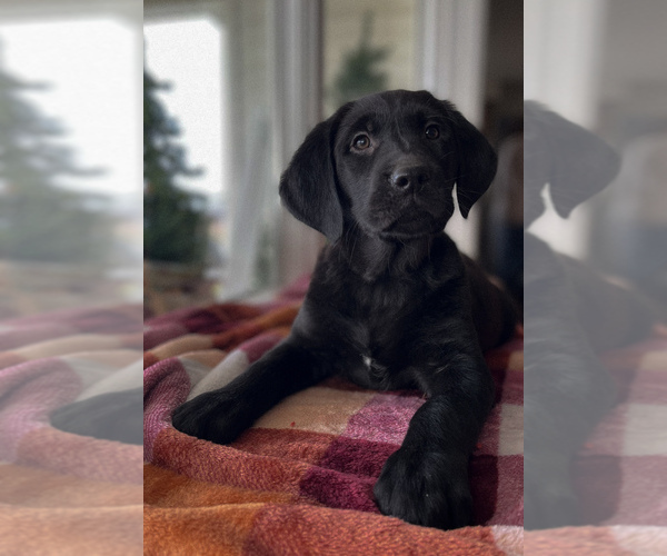 Medium Photo #14  Breeder Profile in WEST LAFAYETTE, OH, USA