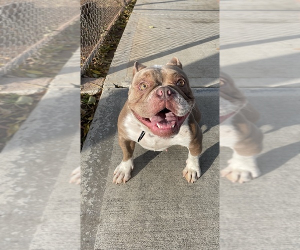 Medium Photo #1  Breeder Profile in ORANGE, CA, USA