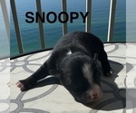 Small #12 Breeder Profile image