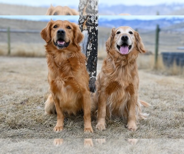 Medium Photo #5  Breeder Profile in IDAHO FALLS, ID, USA