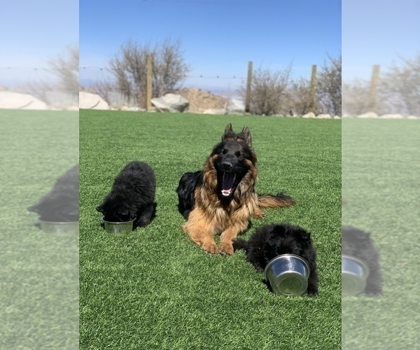 Medium Photo #166  Breeder Profile in PINON HILLS, CA, USA