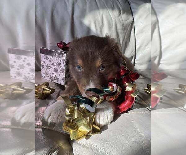 Medium Photo #32  Breeder Profile in HARRISON, OH, USA