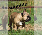 Small Photo #1  Breeder Profile in LINDENTREE, OH, USA