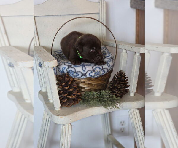 Medium Photo #9  Breeder Profile in FLORA, IL, USA