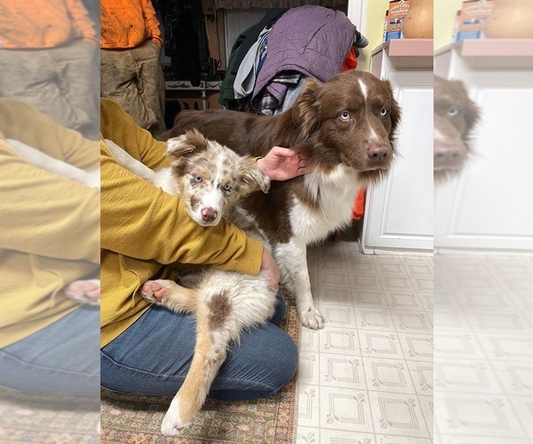 Medium Photo #12  Breeder Profile in BELMONT, VT, USA