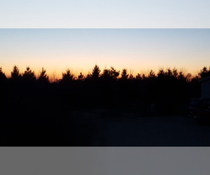 German Shepherd Dog Dog Breeder near WYKOFF, MN, USA