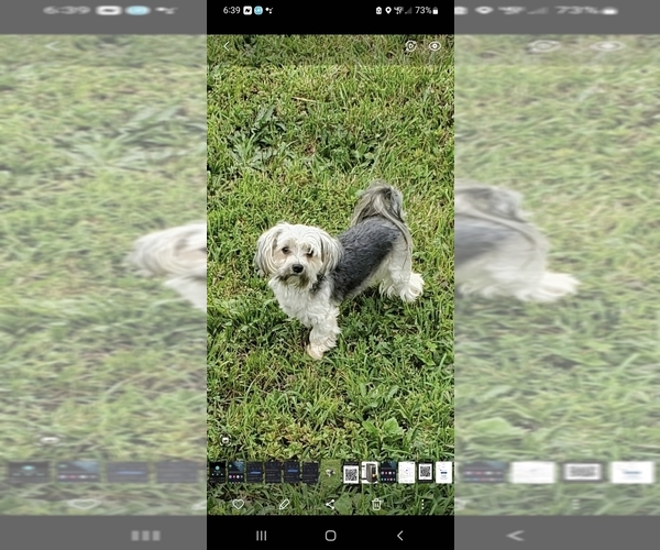 Medium Photo #1  Breeder Profile in GLOUCESTER, VA, USA