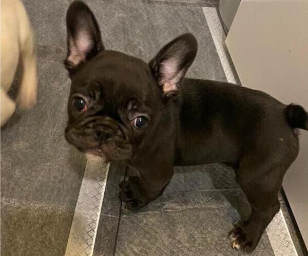 Medium Photo #1  Breeder Profile in RICHMOND, TX, USA