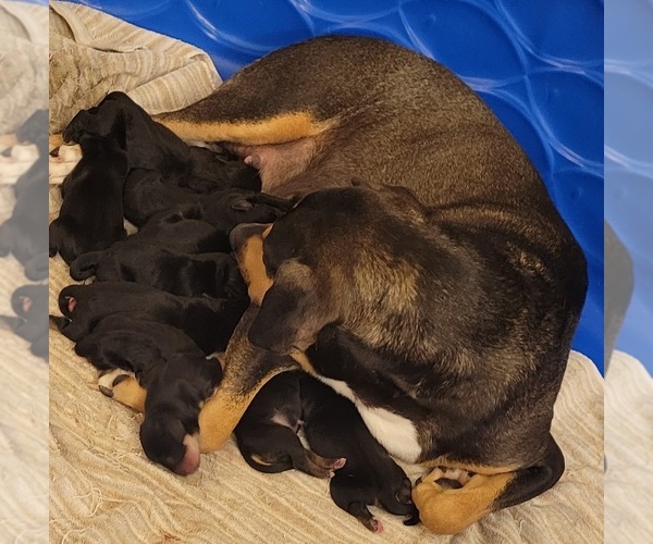 Medium Photo #1  Breeder Profile in BEL AIR, MD, USA