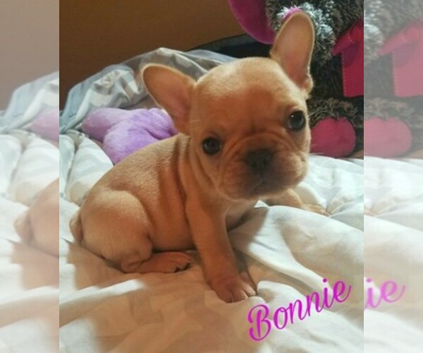 27 HQ Pictures French Bulldog Breeders South Jersey / Pryde Boxers & French Bulldogs | Ask Frankie Breeder Directory