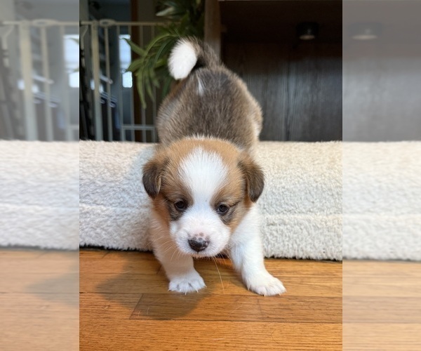 Medium Photo #2  Breeder Profile in GRAND RAPIDS, MI, USA