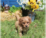 Small #49 Breeder Profile image