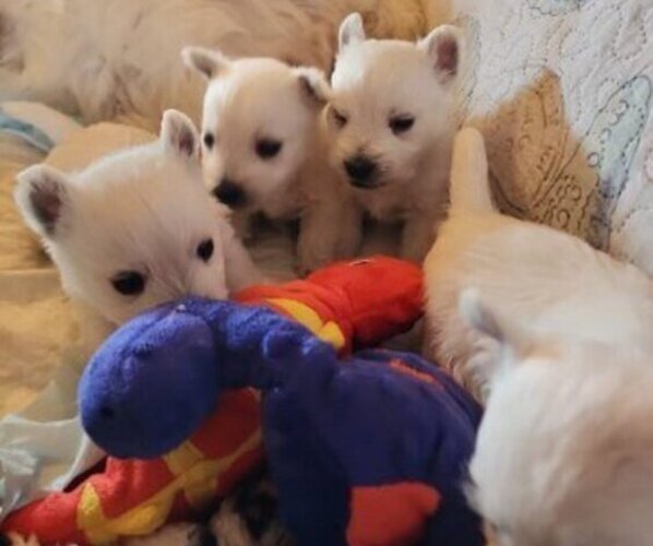 Medium Photo #1  Breeder Profile in NAVARRE, OH, USA