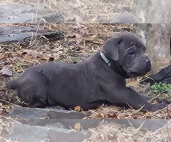 Medium Photo #8  Breeder Profile in LACKAWAXEN, PA, USA