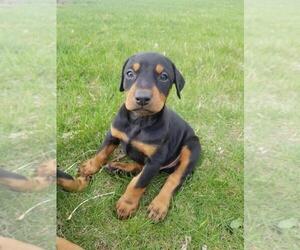 Doberman Pinscher Dog Breeder near ELLENDALE, MN, USA