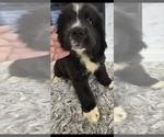 Small #19 Breeder Profile image