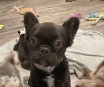 Small #4 Breeder Profile image