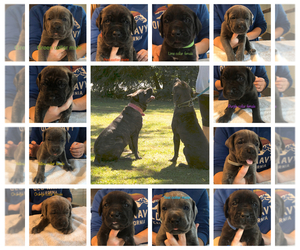 Verified Dog Breeders Near South Egremont Massachusetts