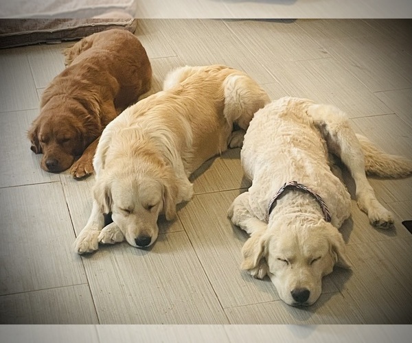 Medium Photo #2  Breeder Profile in YUMA, AZ, USA