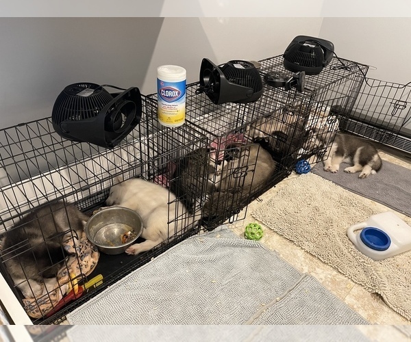 Medium Photo #111  Breeder Profile in FREDERICK, MD, USA