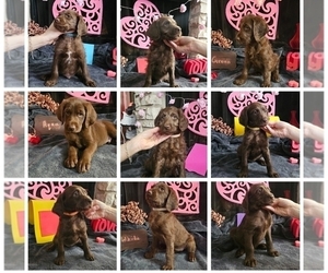 Labradoodle Dog Breeder near SAN ANTONIO, TX, USA