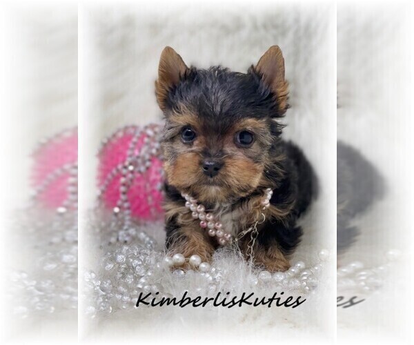 Medium Photo #2  Breeder Profile in LIPAN, TX, USA