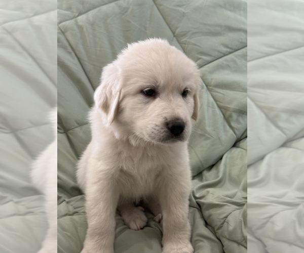 Medium Photo #3  Breeder Profile in WEATHERFORD, TX, USA