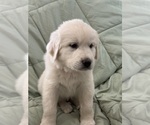 Small #2 Breeder Profile image