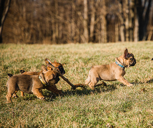 Main photo of French Bulldog Dog Breeder near BETHEL PARK, PA, USA
