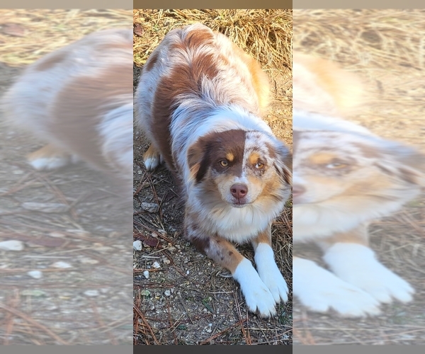 Medium Photo #2  Breeder Profile in CHICKAMAUGA, GA, USA