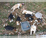 Small breeder photo