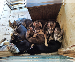 Siberian Husky-Wolf Hybrid Mix Dog Breeder in MIDDLETOWN,  USA