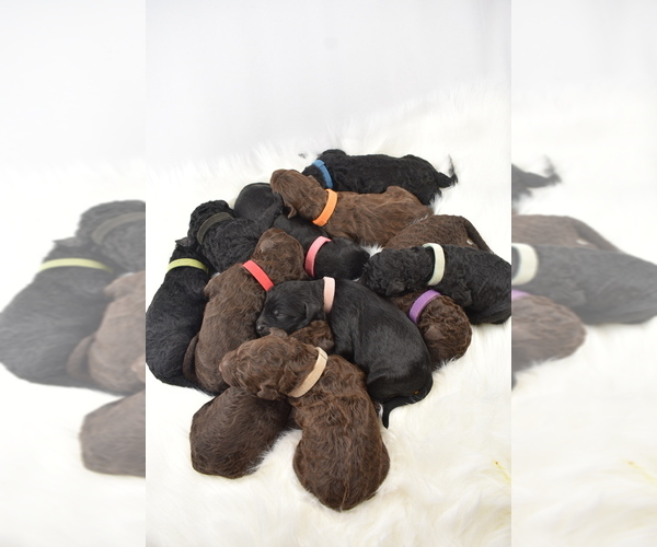 Medium Photo #1  Breeder Profile in ANDERSON, CA, USA