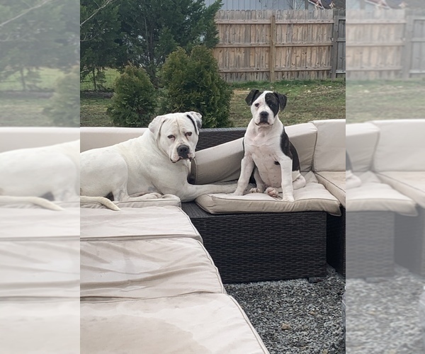 Medium Photo #7  Breeder Profile in COLUMBIA, KY, USA