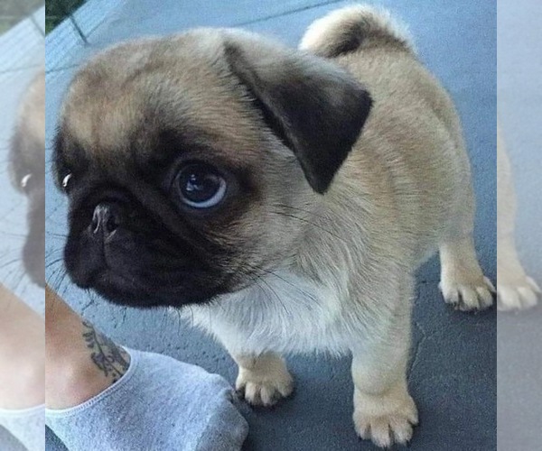 Medium Photo #2  Breeder Profile in PLEASANTVILLE, NY, USA