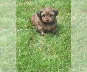 Main photo of Yorkshire Terrier Dog Breeder near SYRACUSE, IN, USA