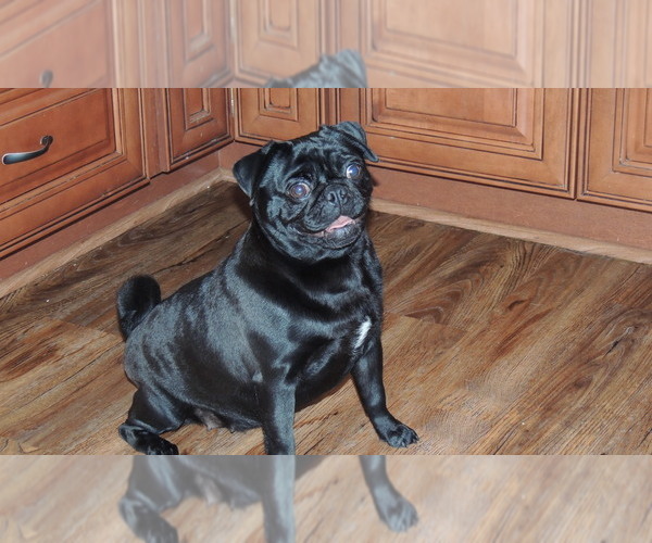 Medium Photo #5  Breeder Profile in SALEM, OR, USA