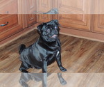 Small #4 Breeder Profile image