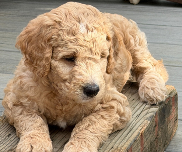 Medium Photo #8  Breeder Profile in CORVALLIS, OR, USA