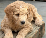 Small #7 Breeder Profile image
