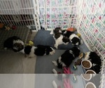 Small Photo #12  Breeder Profile in ROSEVILLE, OH, USA