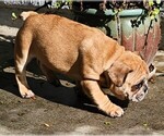 Small #61 Breeder Profile image